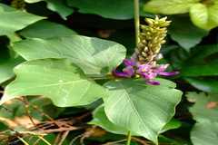 Pueraria montana var. lobata